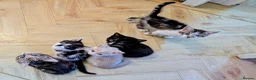 Mixed Breed cats for sale: Rainbow litter of - part BSH - Advert 8