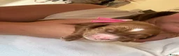 Cockapoo dogs for sale: Health tested parents beautiful cockapoos 😍 - Advert 13