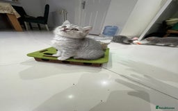 British Shorthair cats for sale: Fabulous colours playful healthy BSH kittens, rare - Image 36