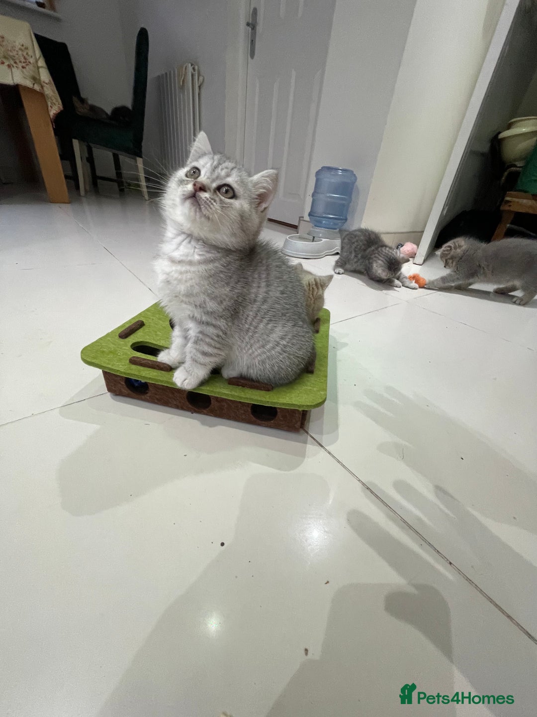 British Shorthair cats for sale: Fabulous colours playful healthy BSH kittens, rare - Image 36