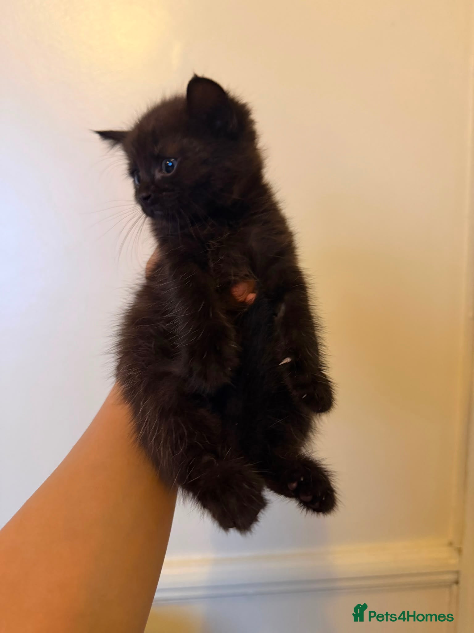 British Shorthair cats 5 British Shorthair kittens (MIXED) - Advert 1