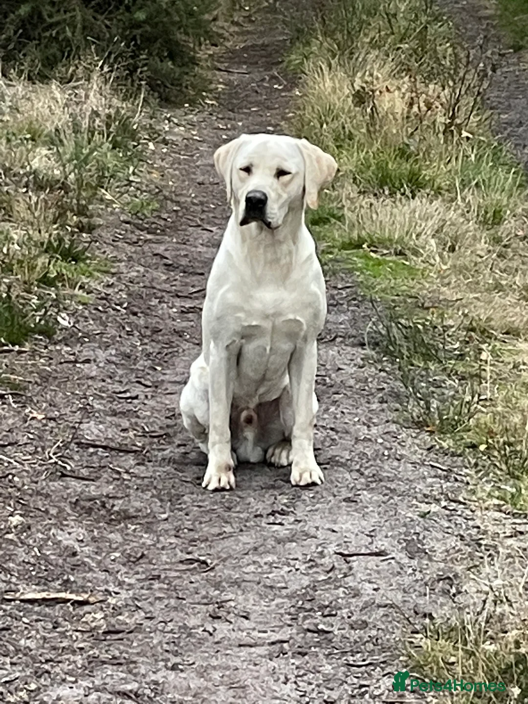 Labrador Retriever dogs for stud: Yellow Working Labrador Stud Fully Health tested in Christchurch - Advert 4