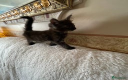 Maine Coon cats for sale: Maine coon kittens - Image 5