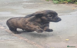 Miniature Dachshund dogs for sale: Miniature Longhaired Dachshund Puppies  - Image 26