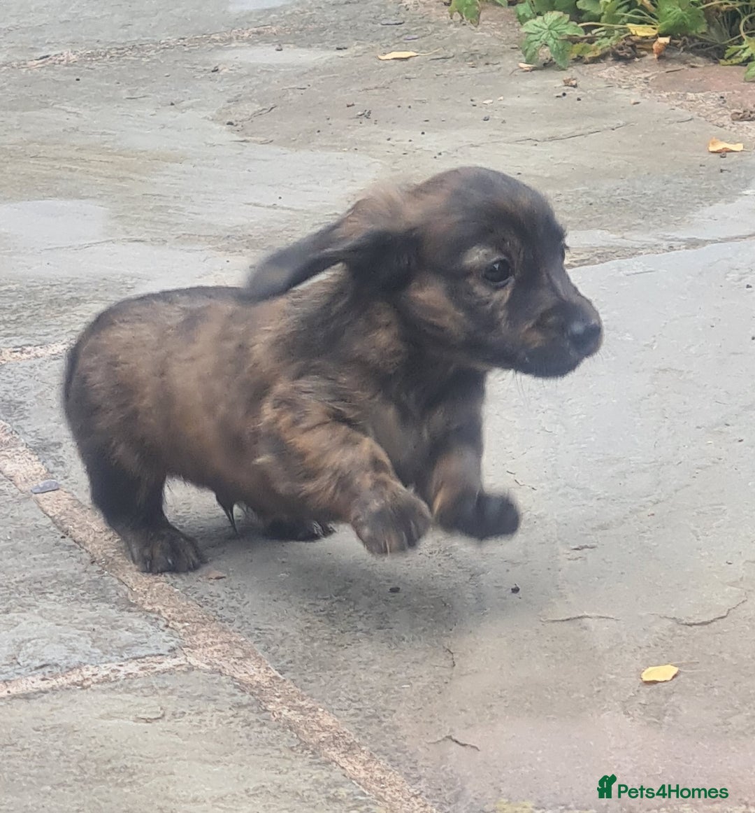 Miniature Dachshund dogs for sale: Miniature Longhaired Dachshund Puppies  - Image 26