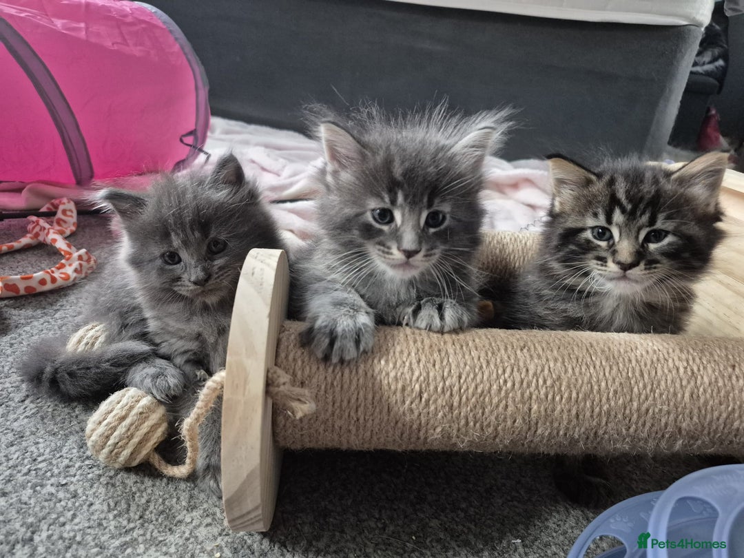 Maine Coon cats for sale: Stunning litter of maine coon kittens  - Advert 26
