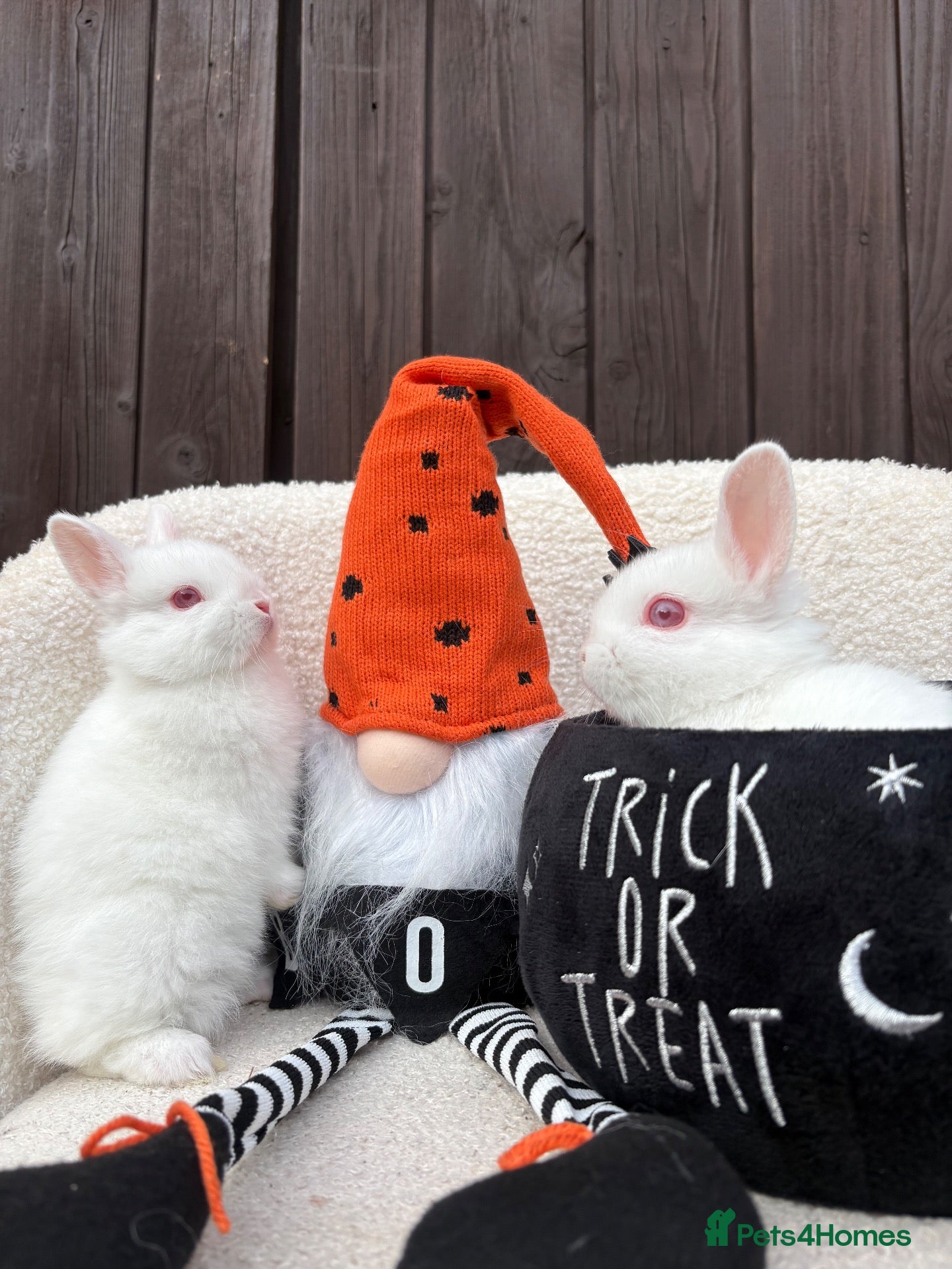Netherland Dwarf rabbits gorgeous Netherland dwarf babies. Ruby eyed white  - Advert 2