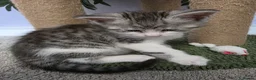 Maine Coon cats for sale: Beautiful and playful half Maine coon kittens  in Derby - Advert 9