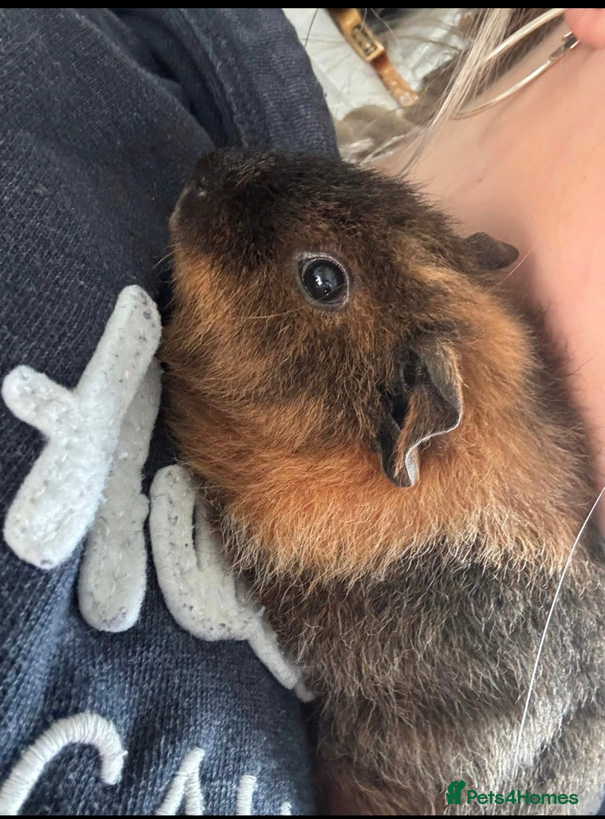 Guinea Pig rodents 4 month old Male guinea pig. need home immediately in Horsham - Advert 1