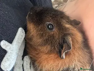 Guinea Pig rodents 4 month old Male guinea pig. need home immediately in Horsham - Advert 1