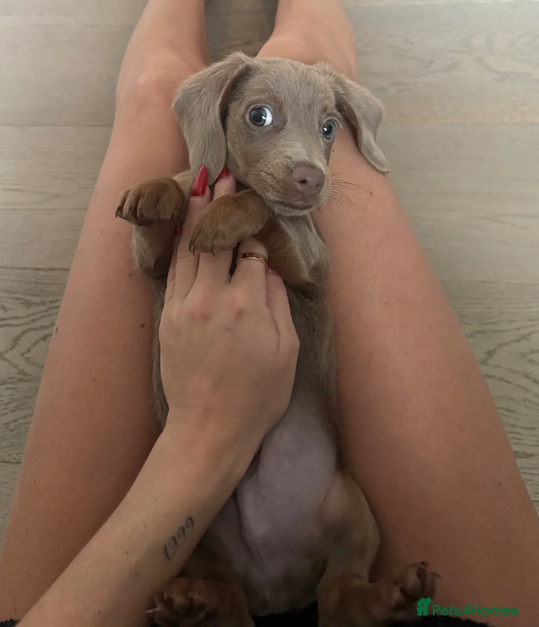 Miniature Dachshund dogs for sale: Beautiful miniature male dachshund  in Guildford - Advert 2