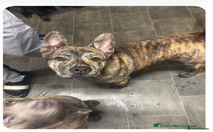 Mixed Breed dogs - Advert 1