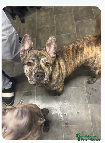 Mixed Breed dogs - Advert 1