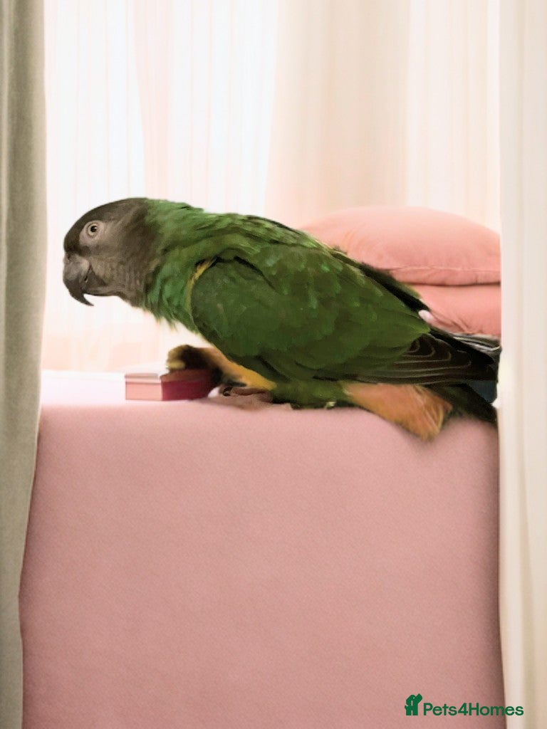 Parrots birds Senegal parrot 4 babies available very friendly - Advert 9