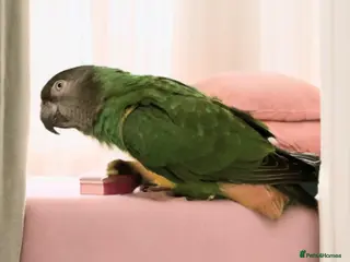 Parrots birds Senegal parrot 4 babies available very friendly - Advert 9