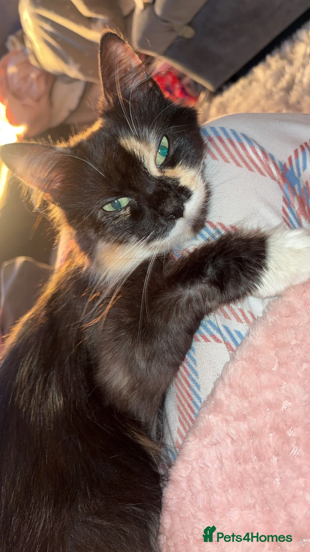 Mixed Breed cats for sale: Beautiful ginger Maincoon mix  - Advert 9