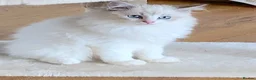 Ragdoll cats for sale: READY NOW *** GCCF REGISTERED RAGDOLL KITTENS - Advert 2