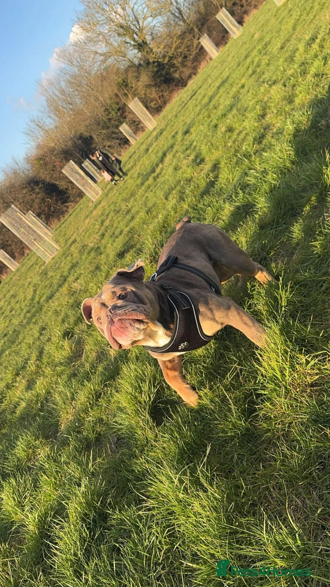 Mixed Breed dogs for sale: Lovely dog waiting for his forever loving home 🥰 in Wellingborough - Advert 1