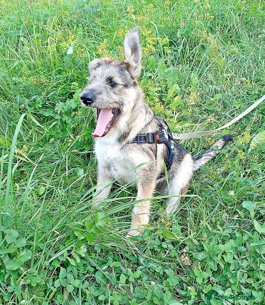 Border Terrier dogs for adoption: Berta – The Little Fighter Who Refused to Give Up - Advert 2