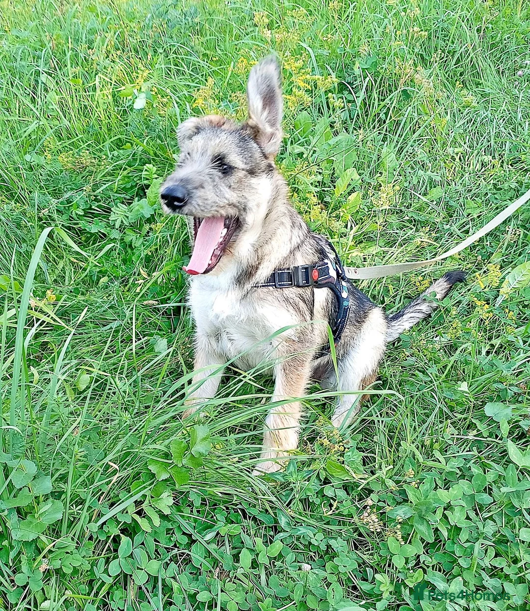 Border Terrier dogs for adoption: Berta – The Little Fighter Who Refused to Give Up - Advert 2