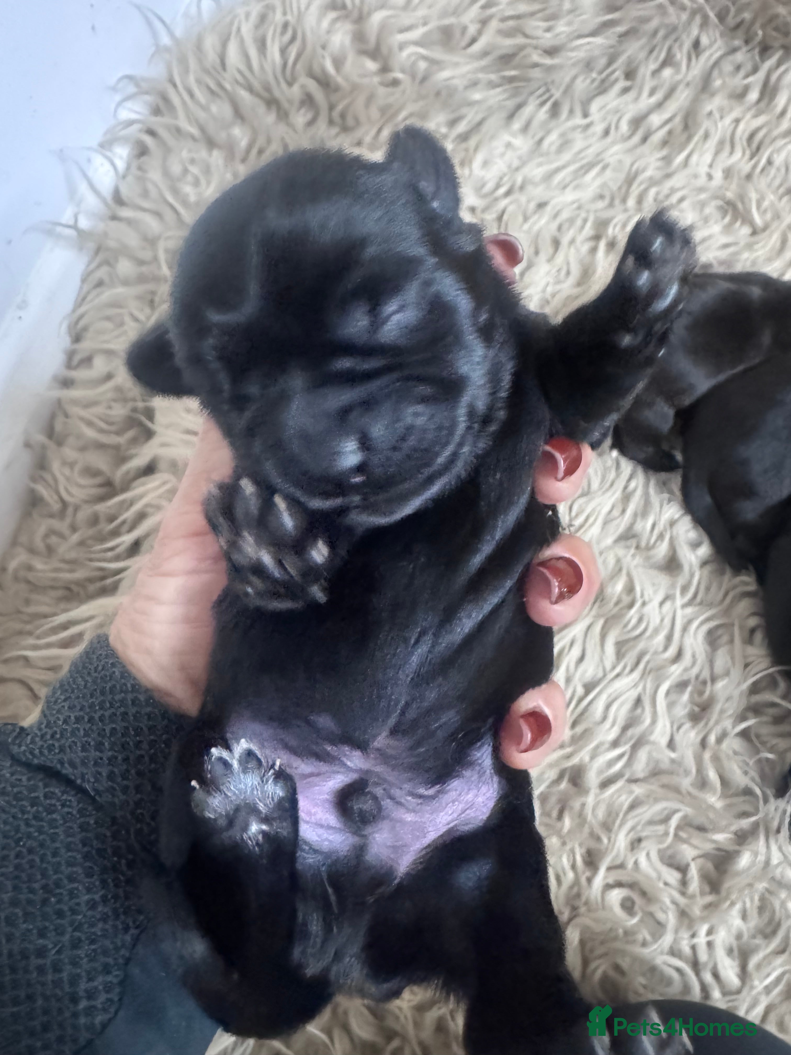 Mixed Breed dogs Schweenies  - Advert 7