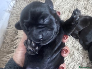 Mixed Breed dogs Schweenies - Advert 7