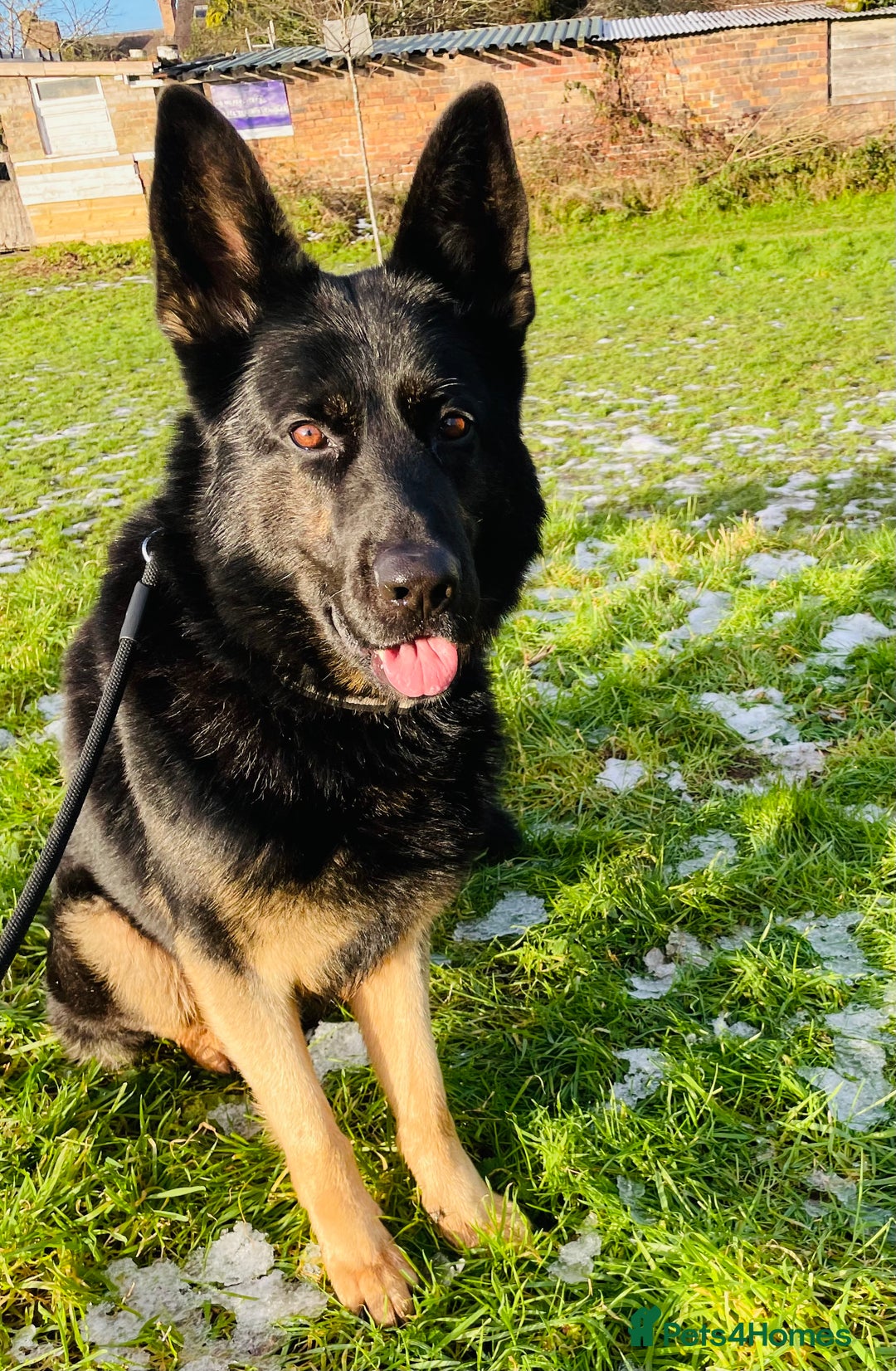 German Shepherd dogs for sale: Fully Trained Family GSD 🥇 - Advert 1