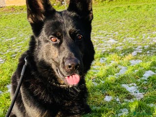 German Shepherd dogs Fully Trained Family GSD 🥇 - Advert 2