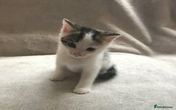 Mixed Breed cats for sale: Bring Home a Bundle of Joy Kittens Ready Oct. 2nd! - Image 26
