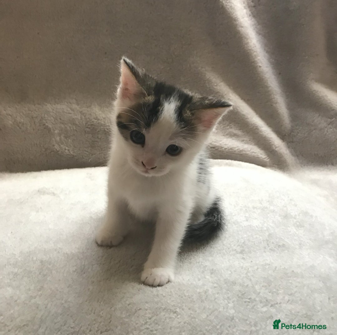 Mixed Breed cats for sale: Bring Home a Bundle of Joy Kittens Ready Oct. 2nd! - Image 26