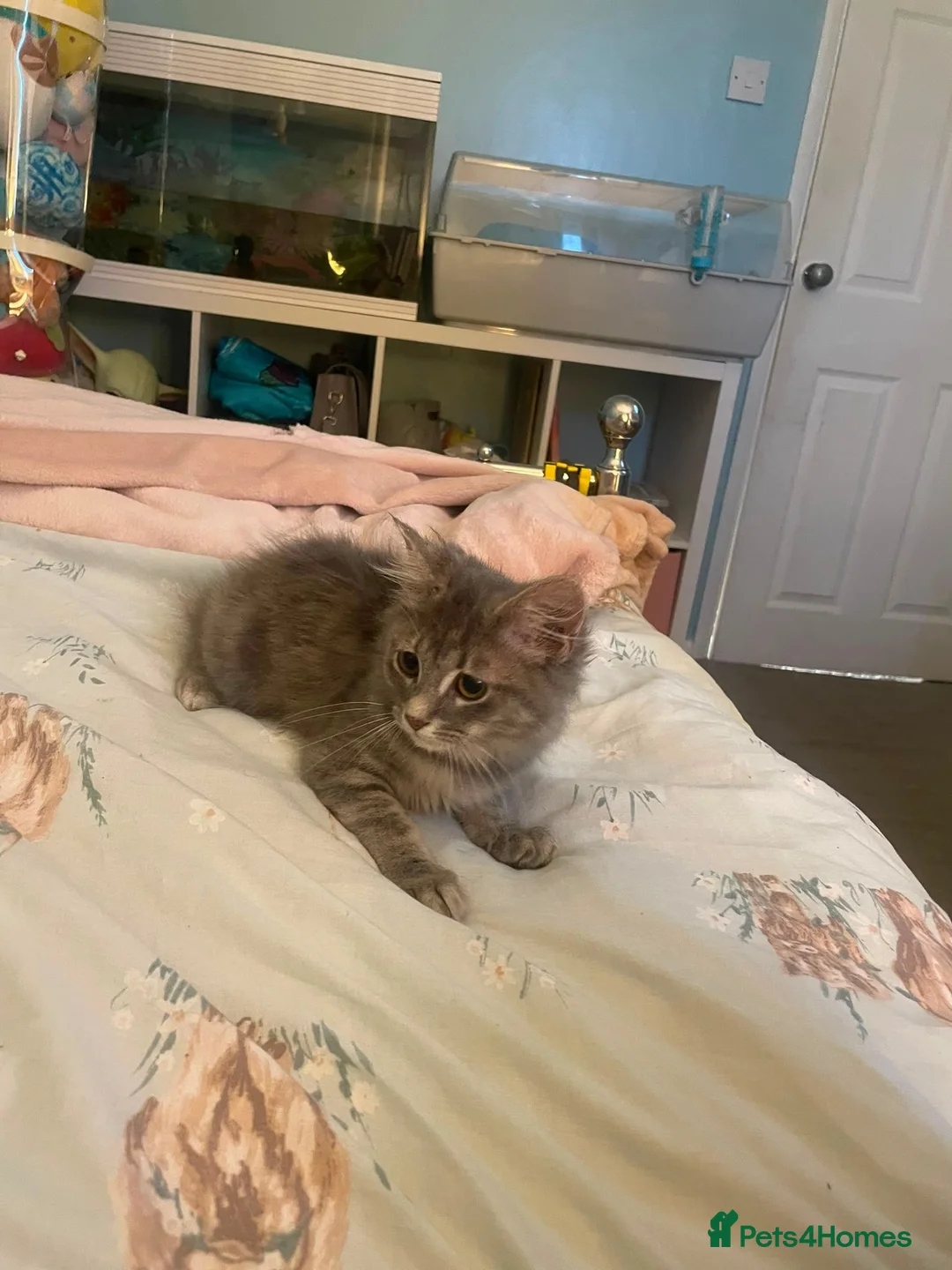Mixed Breed cats for sale: Beautiful last boy - Advert 4