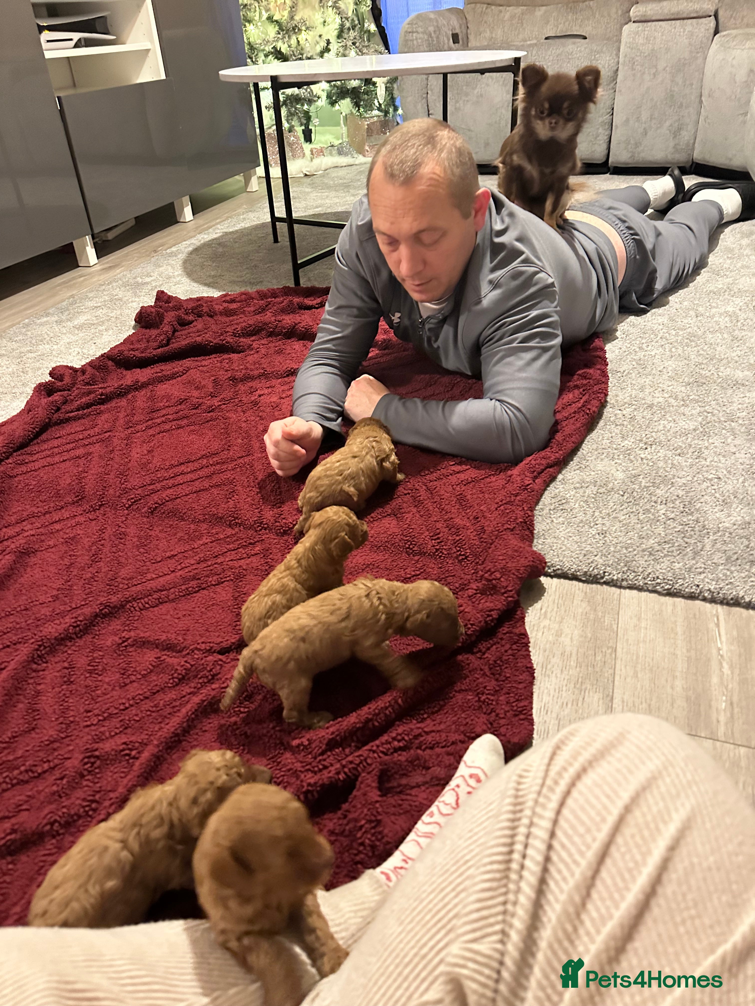 Toy Poodle dogs 2 TINY BOYS LEFT kc registered deep red toy poodle - Advert 5