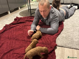 Toy Poodle dogs 2 TINY BOYS LEFT kc registered deep red toy poodle - Advert 7