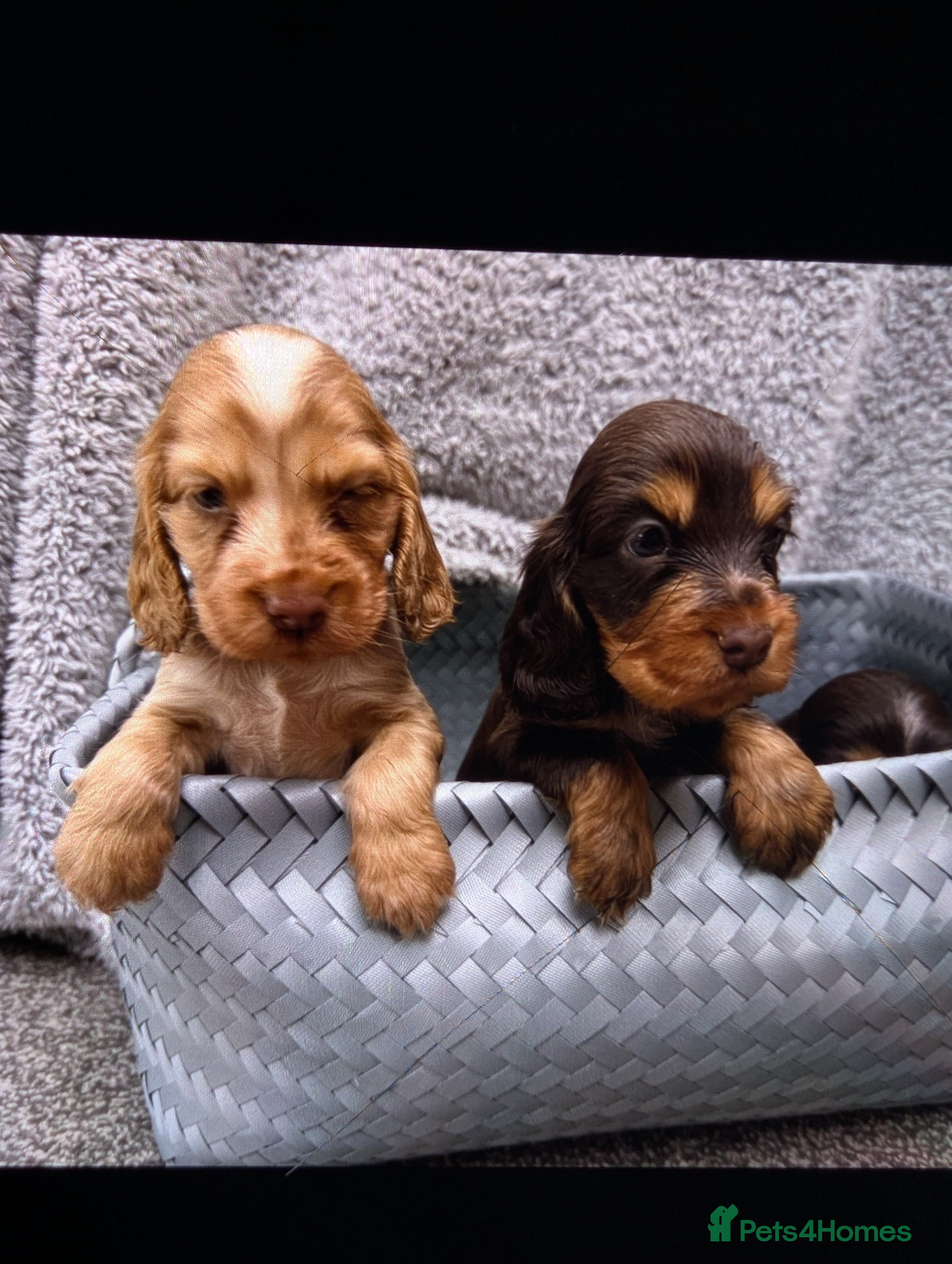Cocker Spaniel dogs show cocker spaniel puppies health tested parents - Advert 3