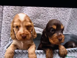 Cocker Spaniel dogs show cocker spaniel puppies health tested parents - Advert 3