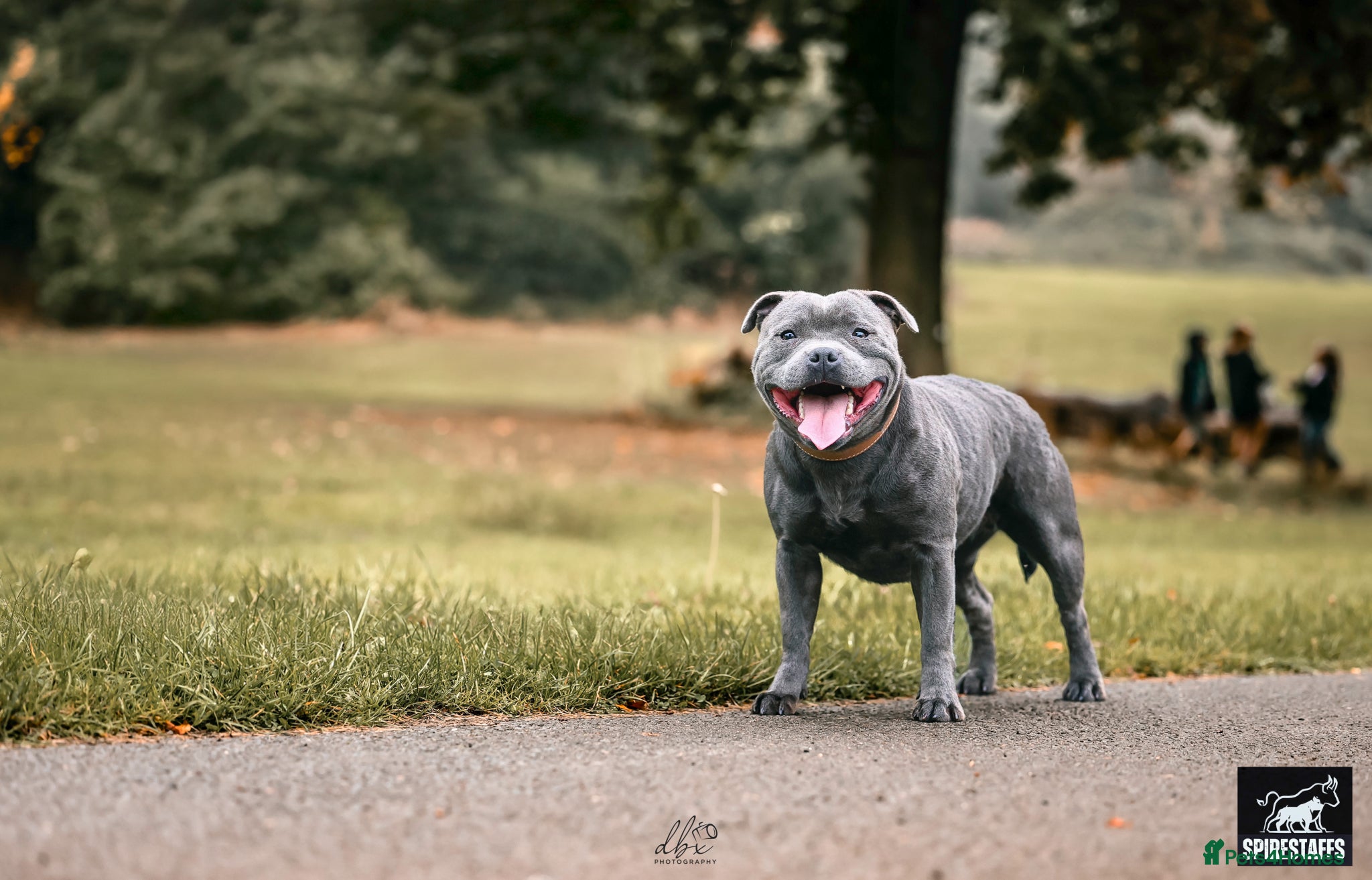 Staffordshire Bull Terrier dogs Blue staffy pups kc registered champion bred - Advert 1