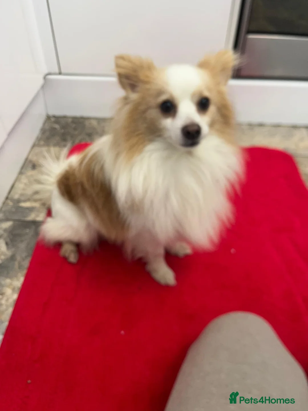 Mixed Breed dogs for sale: POMCHI X BABIES  - Advert 2