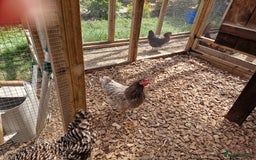 Chickens poultry for sale: Hybrid Chickens for sale  - Image 7