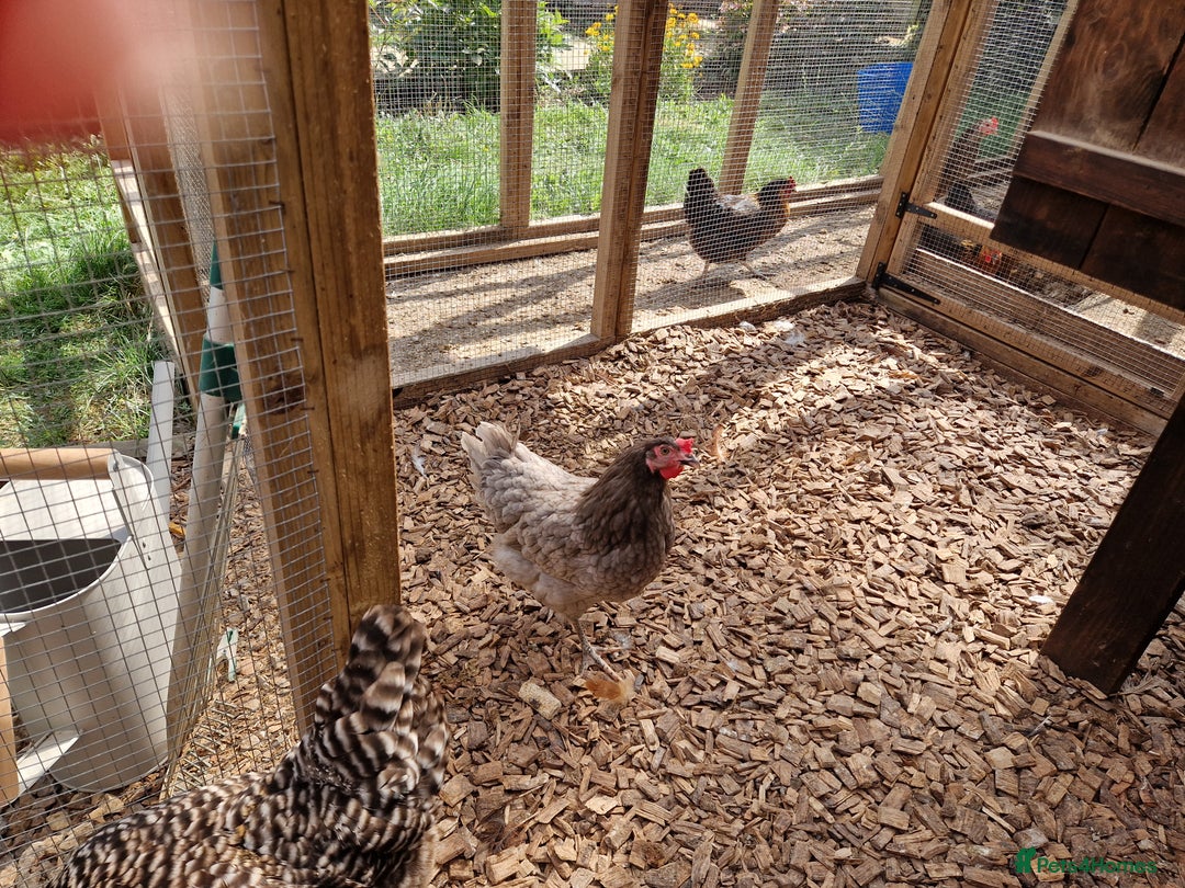 Chickens poultry for sale: Hybrid Chickens for sale  - Image 7