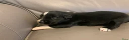 Border Collie dogs for sale: Pure border collie pups - Advert 24