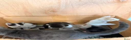 Mixed Breed cats for sale: Adorable kittens for sale in Liverpool - Advert 9