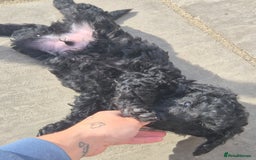 Maltipoo dogs for sale: Maltipoo puppies ready now  - Image 25