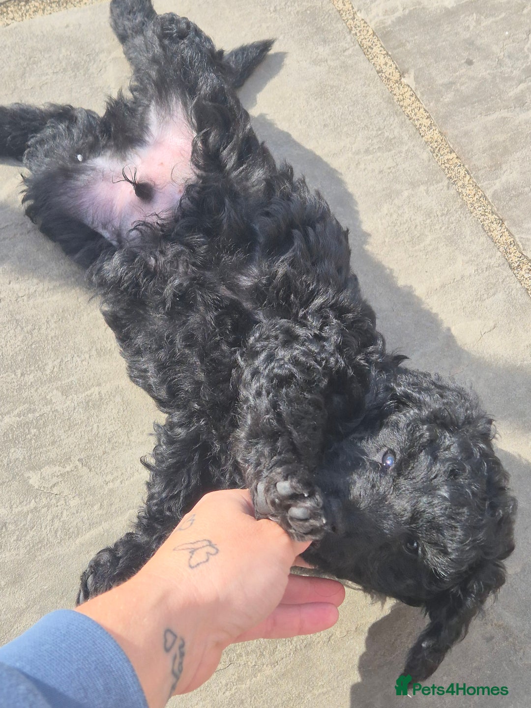 Maltipoo dogs for sale: Maltipoo puppies ready now  - Image 25