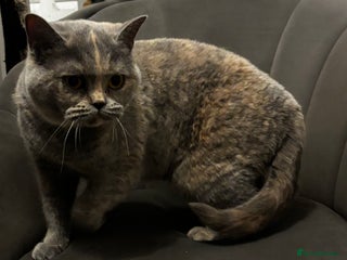 Domestic Shorthair cats **female British shorthair - Advert 3