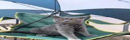 British Shorthair cats for sale: British Shorthair Blue - Advert 2