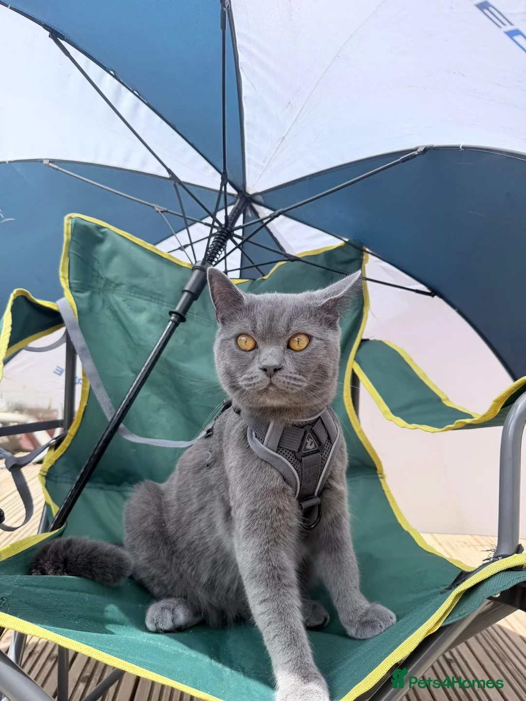 British Shorthair cats for sale: British Shorthair Blue - Advert 2