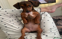 Dachshund dogs for sale: Fifi  - Image 3