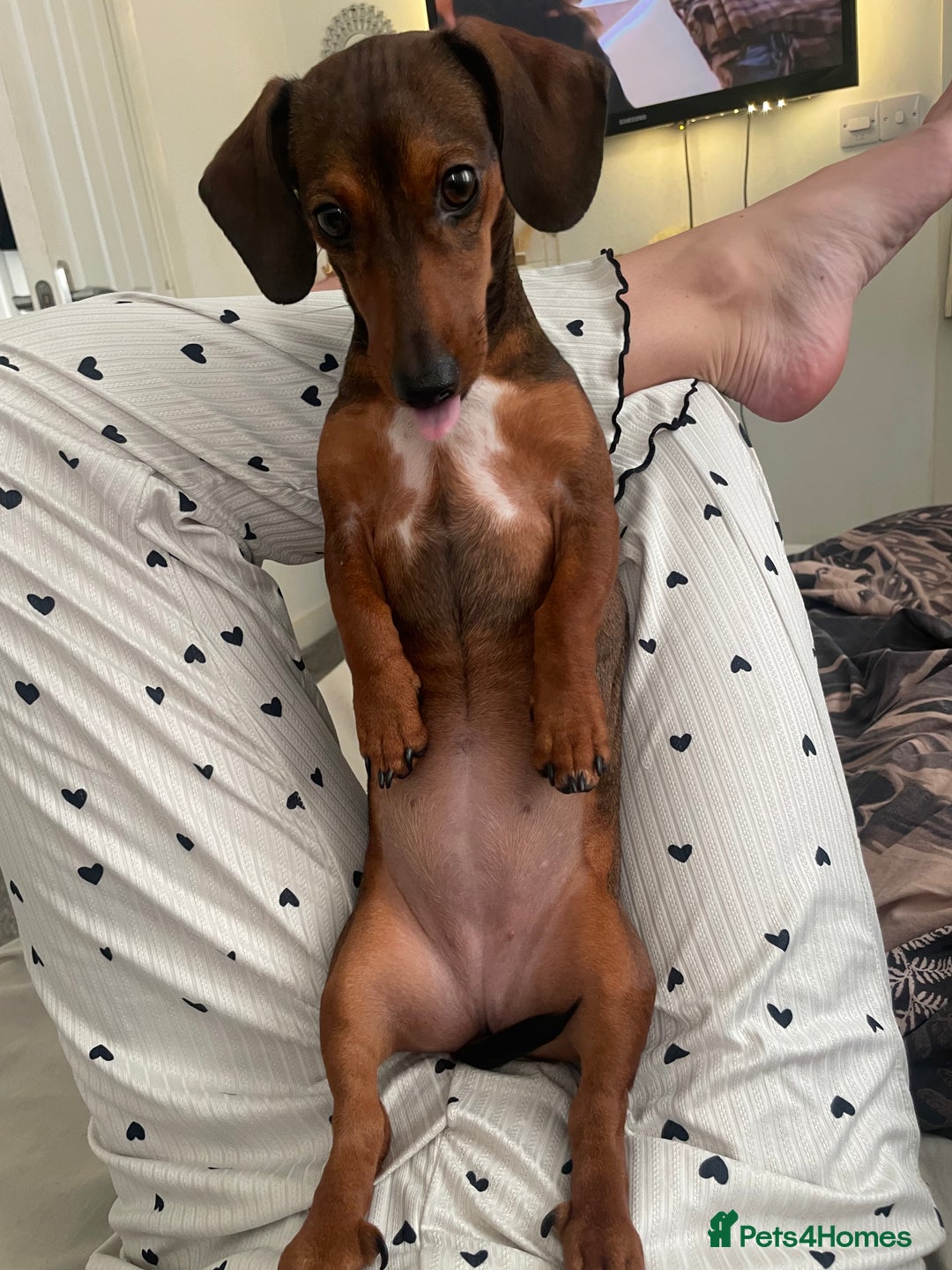 Dachshund dogs for sale: Fifi  - Image 3
