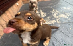 Jack Russell dogs for sale: 🐾 Adorable Jack Russell Puppies for Sale! 🐾 - Image 8