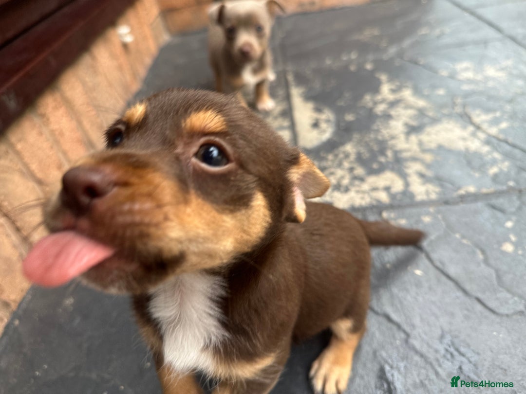 Jack Russell dogs for sale: 🐾 Adorable Jack Russell Puppies for Sale! 🐾 - Image 8